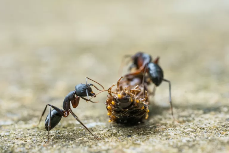 Seeing black ants dream meaning