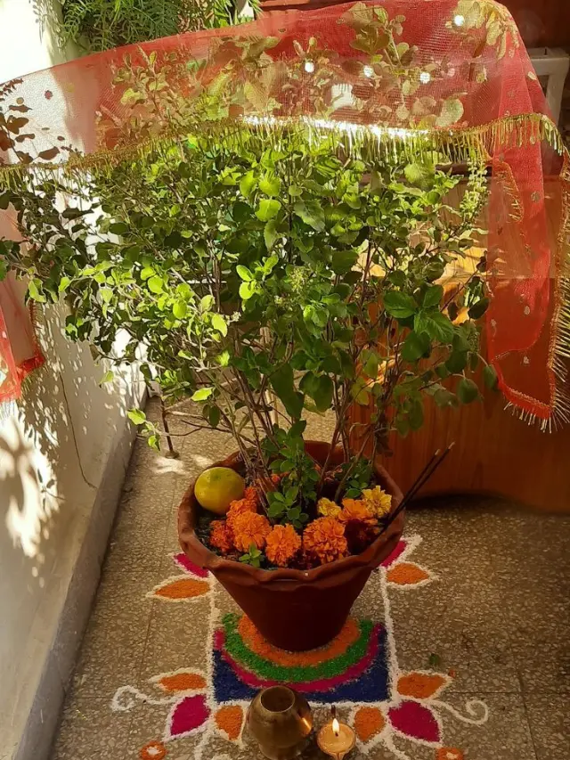 Tulsi pooja