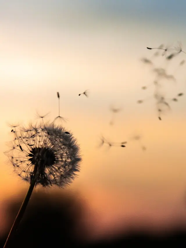 Dandelion puff