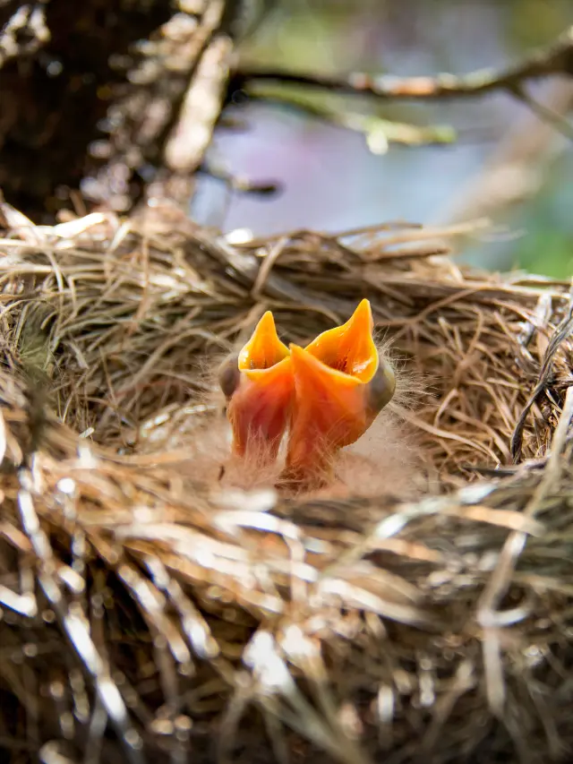 Spiritual meaning of bird nest at front door