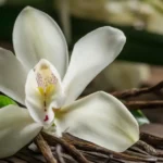 Spiritual meaning of smelling vanilla