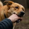 Spiritual Meaning of Dog Bite on Right Hand in Dream