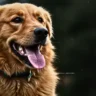 Seeing a dream dog meaning