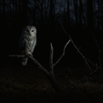 seeing an owl at night spiritual meaning
