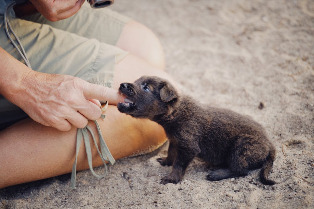 Spiritual meaning of dog bite on right hand in dream