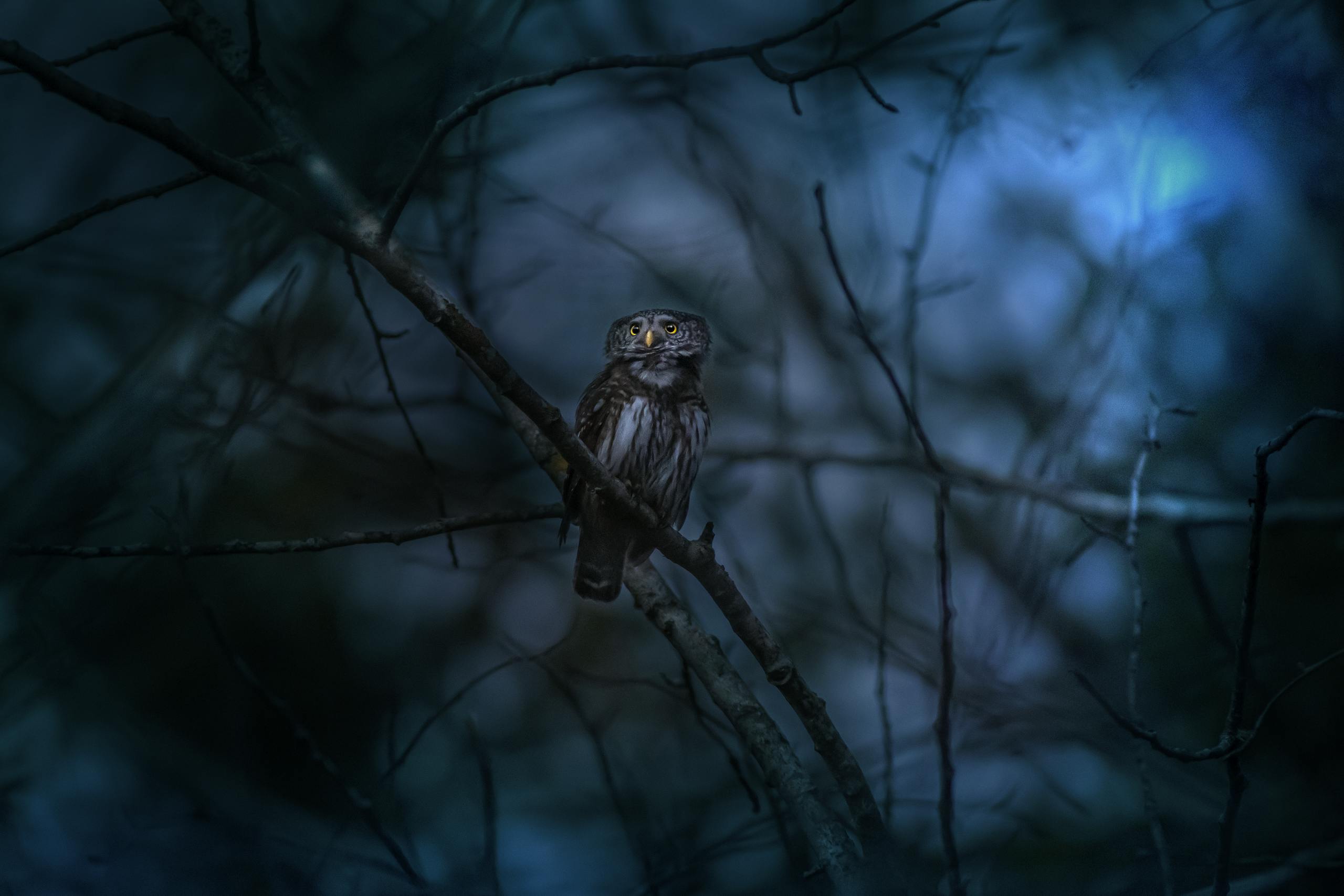 Seeing an owl at night spiritual meaning