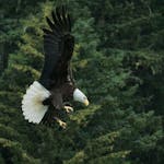 Meaning of eagle in dreams