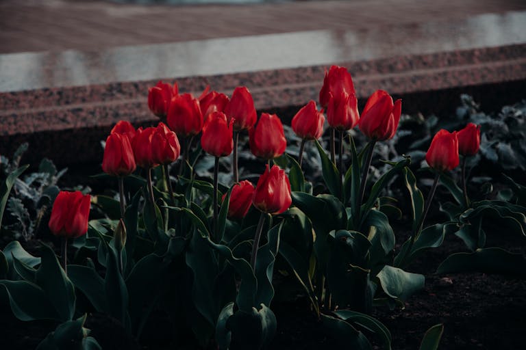 Dream about red flowers