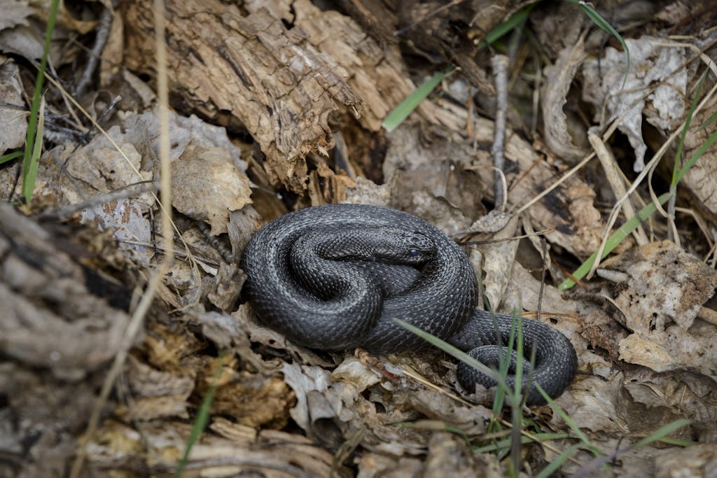 Killing a black snake in dream