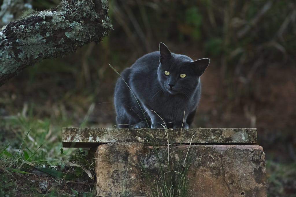 Spiritual meaning of black cat