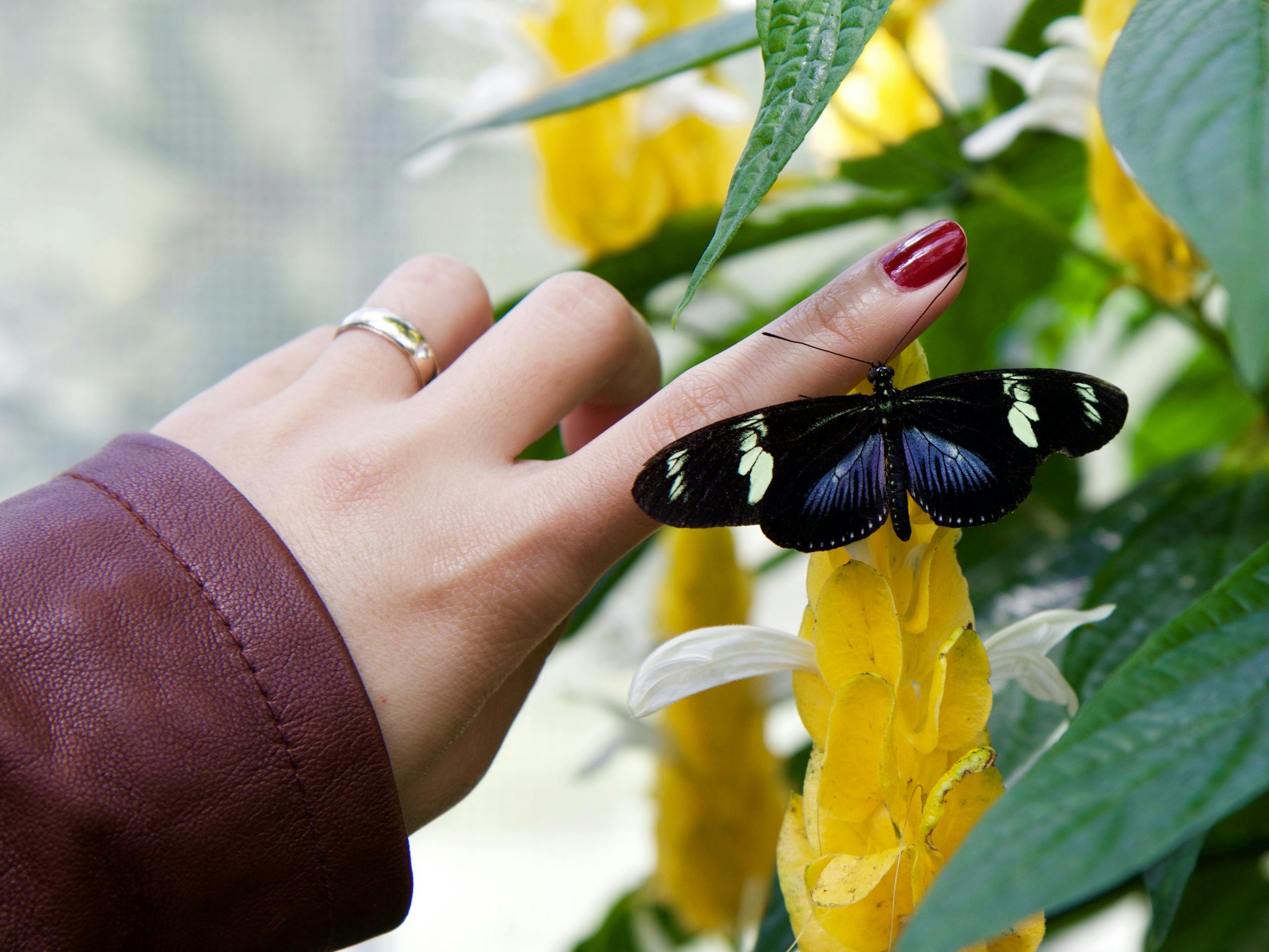 What does it mean if a butterfly lands on you