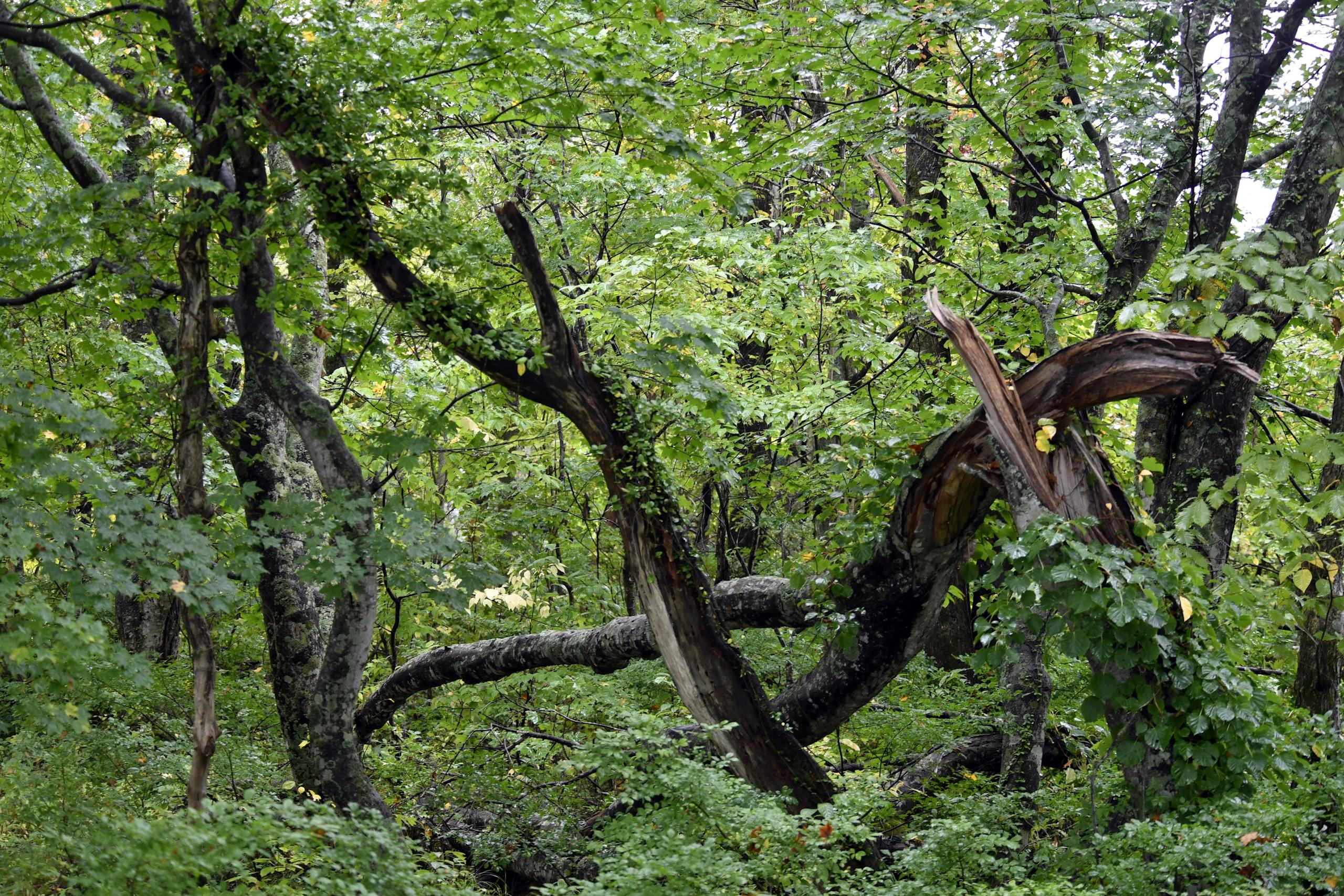 Biblical meaning of falling trees in dreams