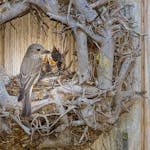 Birds building nest on front door wreath