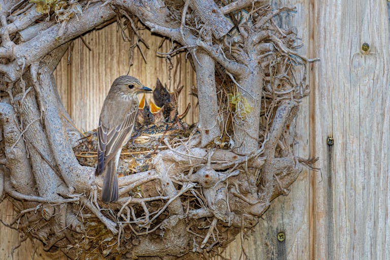 Birds building nest on front door wreath