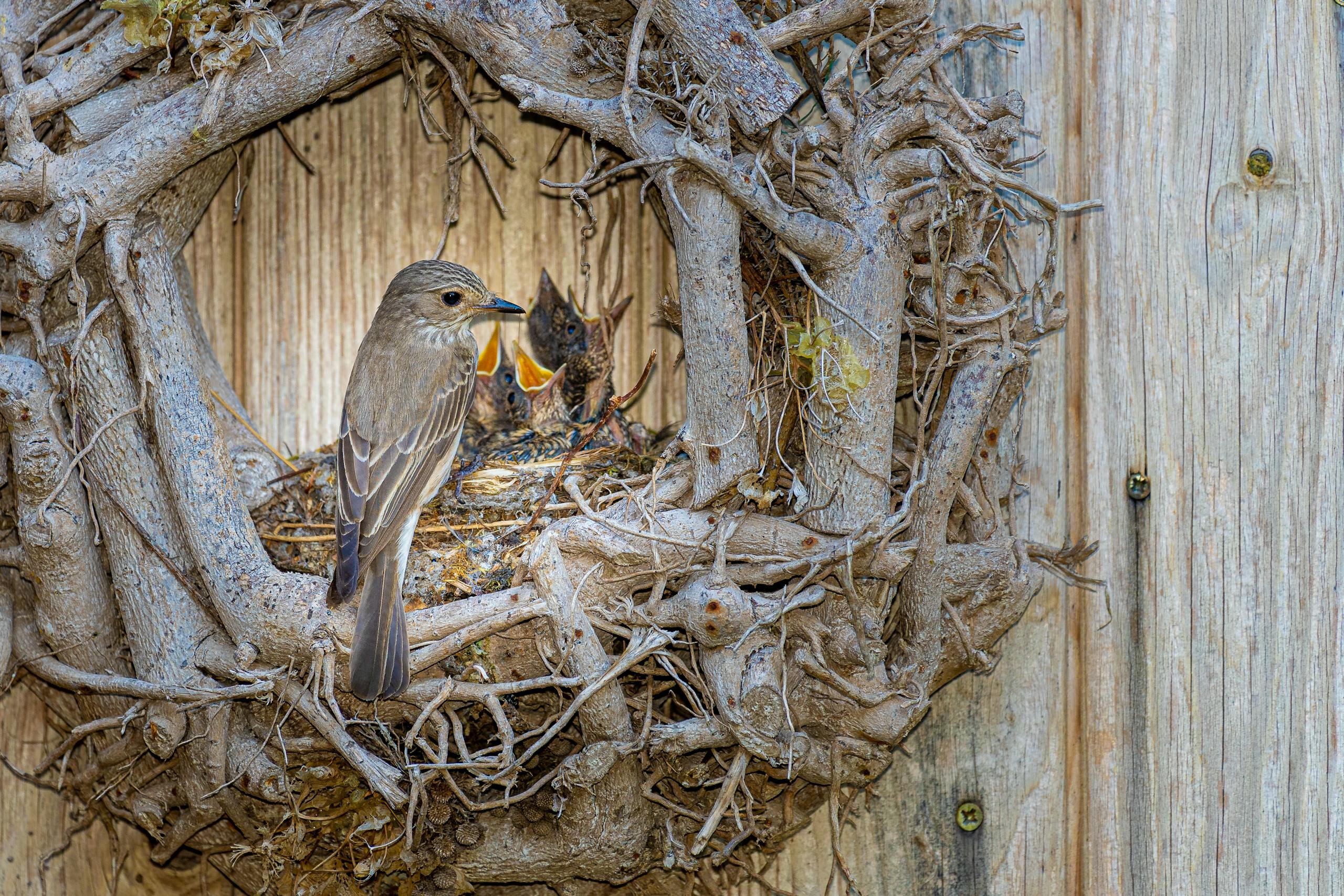 Birds building nest on front door wreath