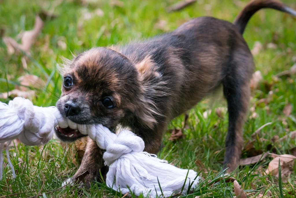 Seeing a dream dog meaning