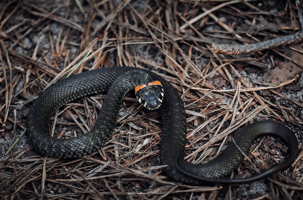 Meaning of a black snake in a dream