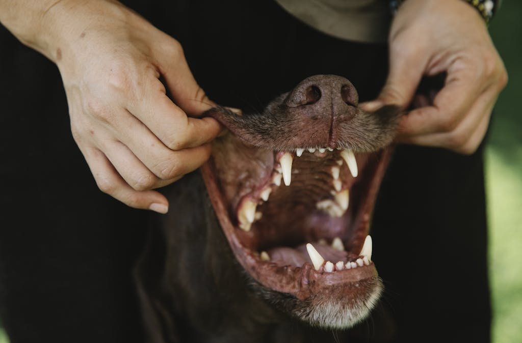 Biblical meaning of dog bite in dreams