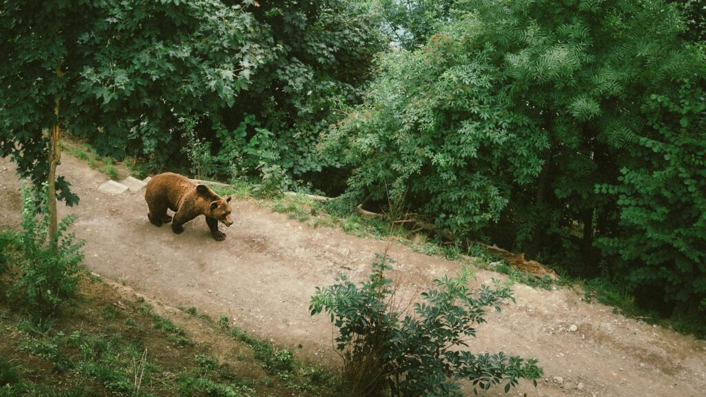 dream of being chased by a bear