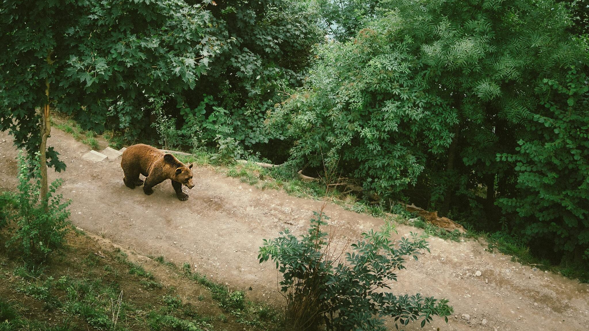 Dream of being chased by a bear