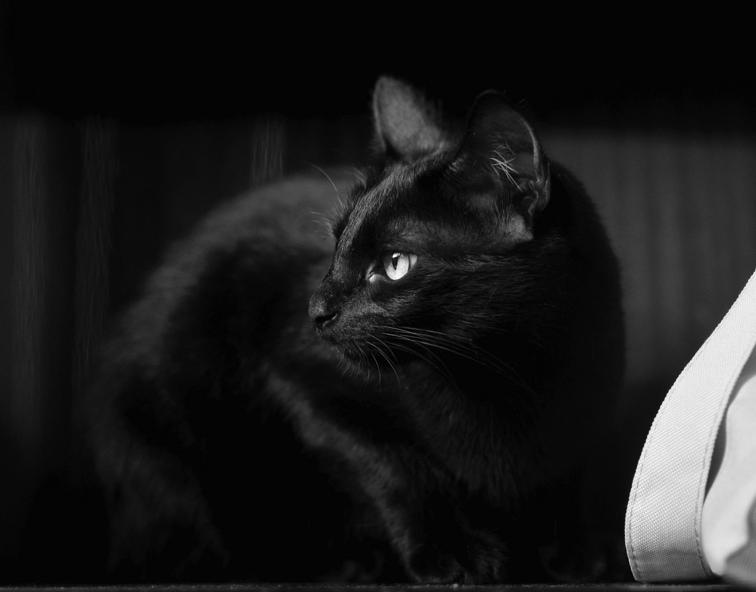 Spiritual meaning of black cat