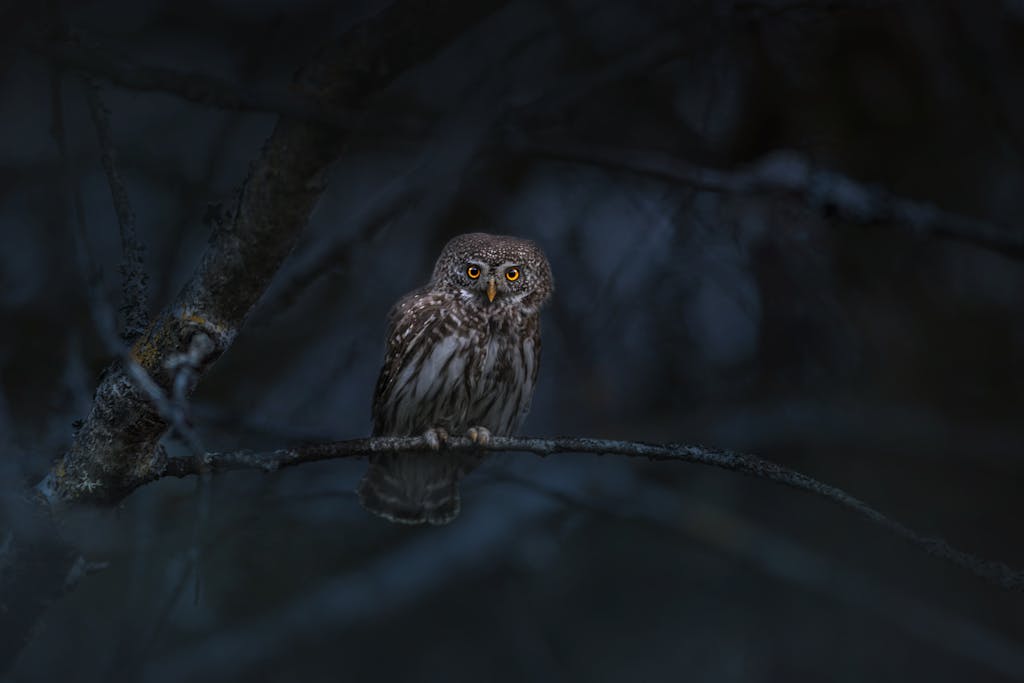 Seeing an owl at night spiritual meaning