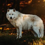 White wolf symbolism in dreams