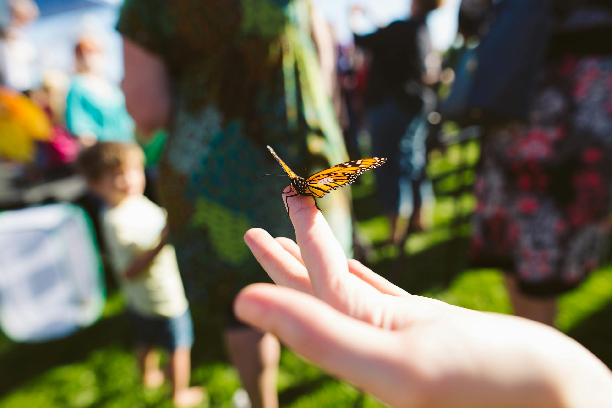 What does it mean if a butterfly lands on you