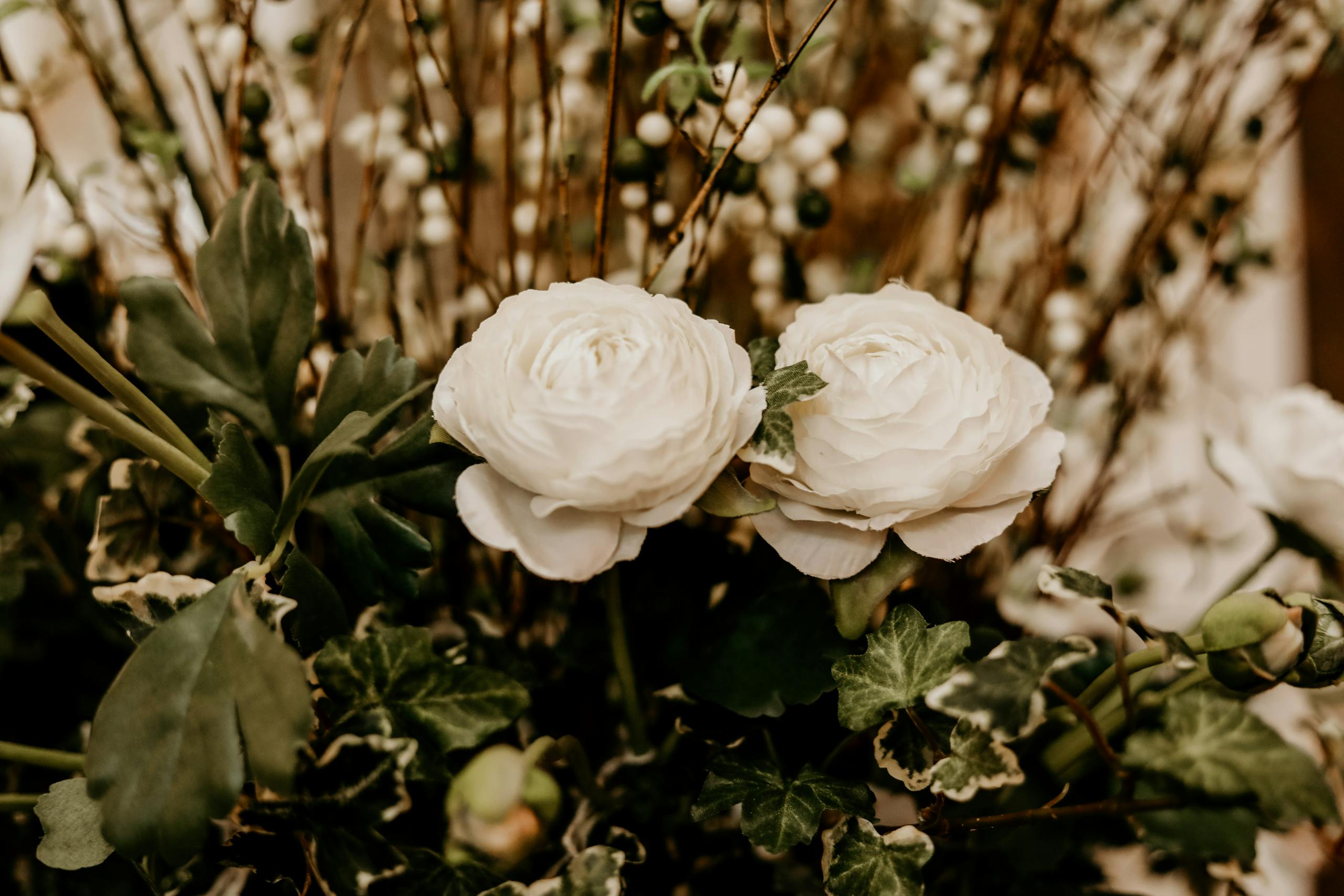 What do white rose symbolize