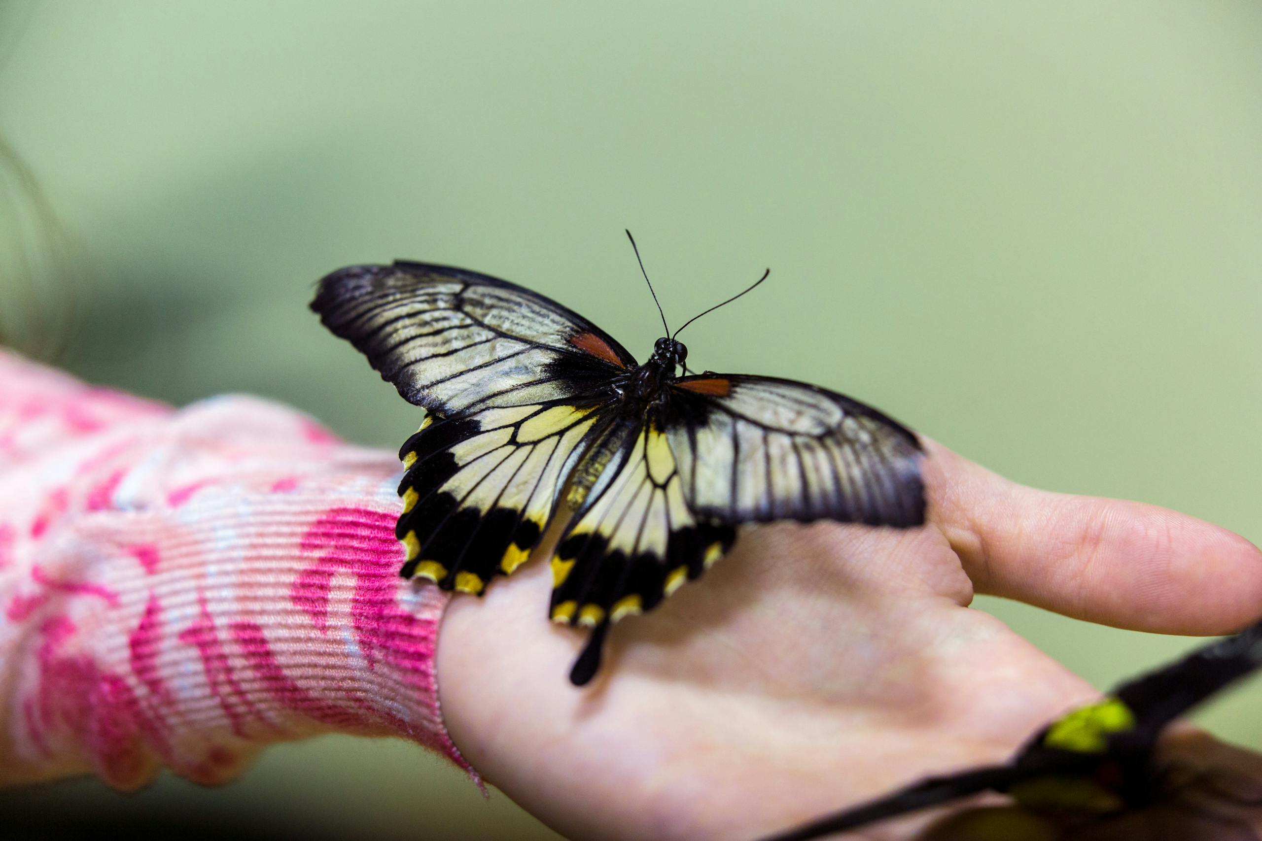 what does it mean if a butterfly lands on you