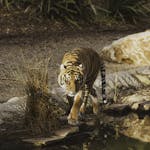 Symbolic meaning of tigers