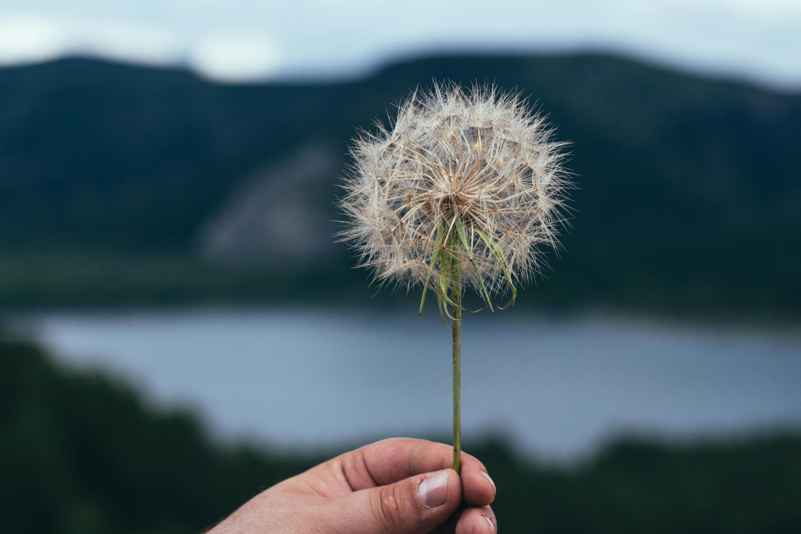 Dandelion dream meaning