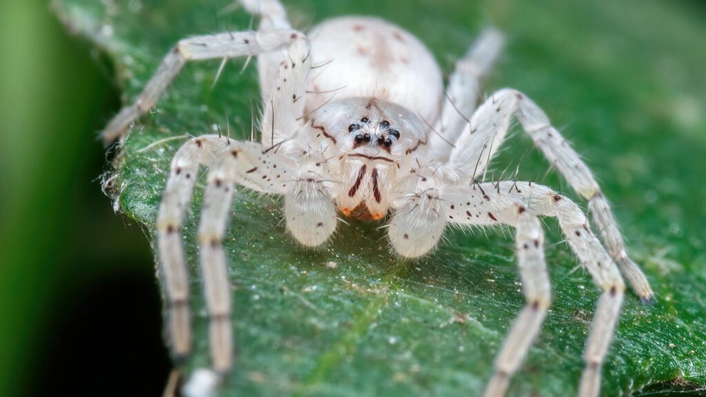 dream of a white spider