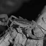 Biblical meaning of killing scorpion in dreams