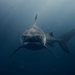 Shark in dream meaning