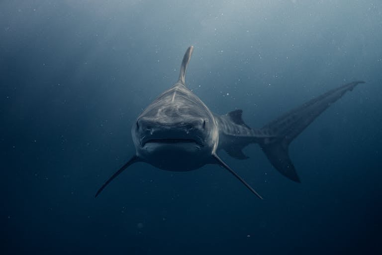 Shark in dream meaning