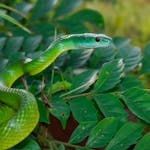 Dream about green snake