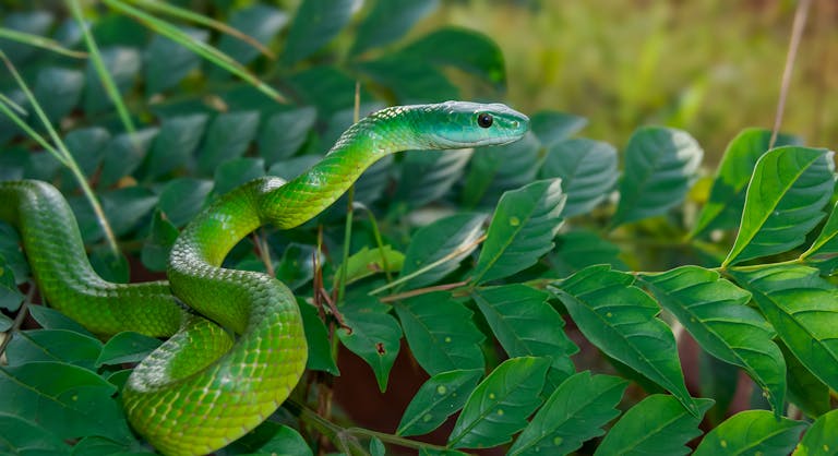 dream about green snake