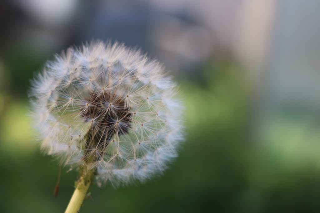 Dandelion dream meaning