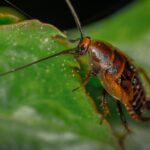 Biblical meaning of cockroaches in dreams