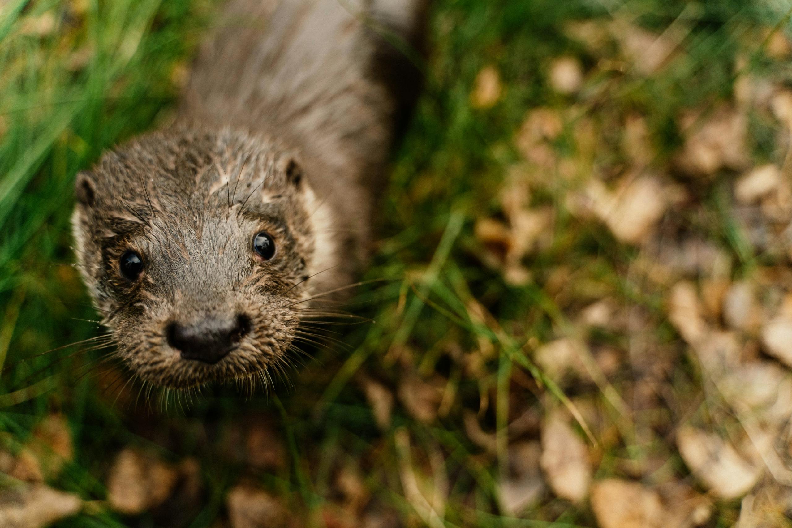 Nutria in dream meaning