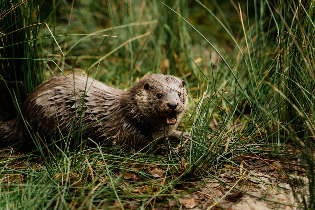 Nutria in dream meaning