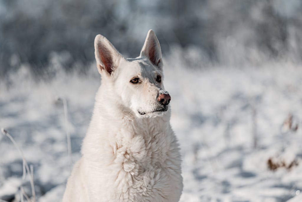 White wolf symbolism in dreams