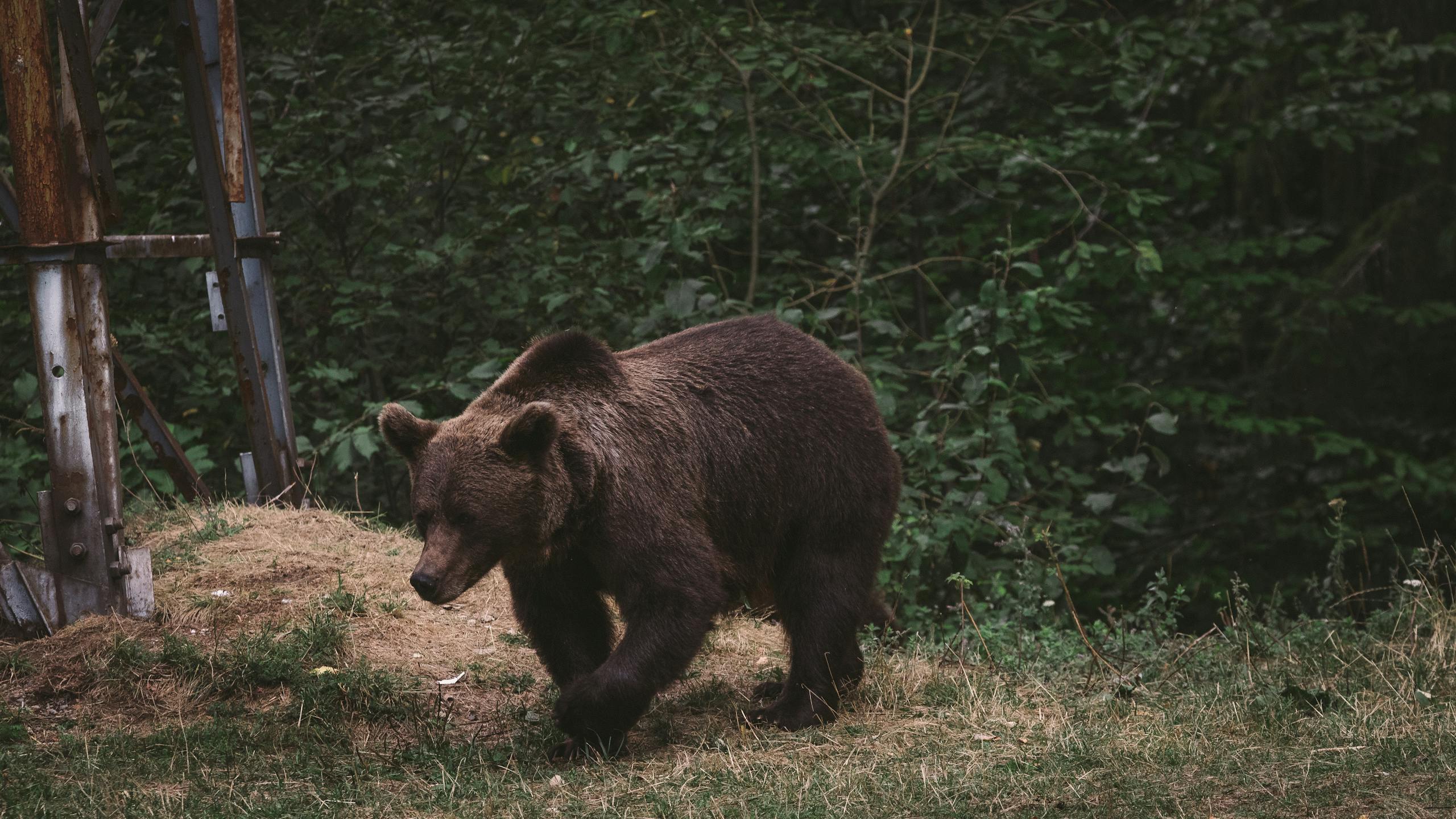 dream of being chased by a bear