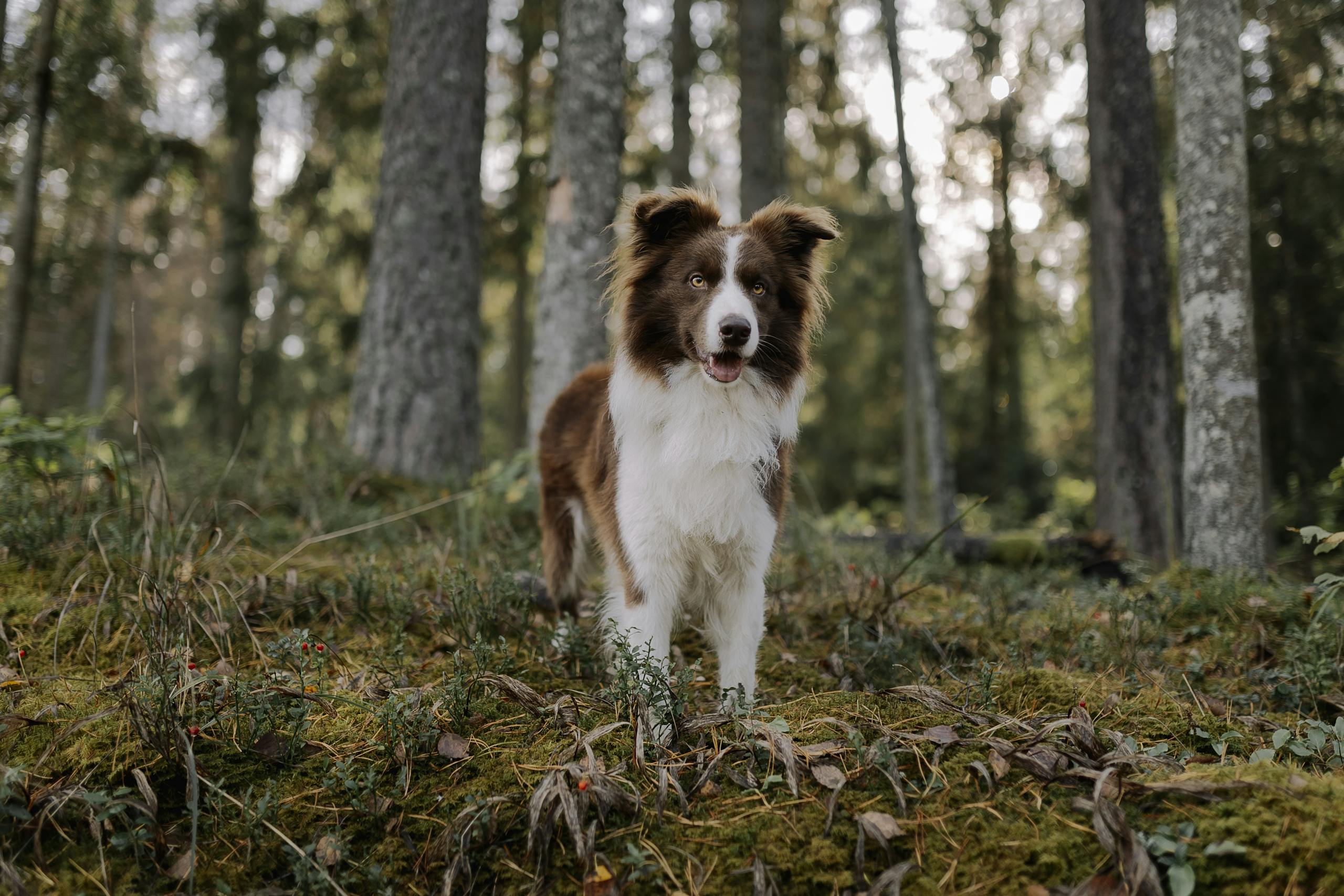 lost puppy dream meaning