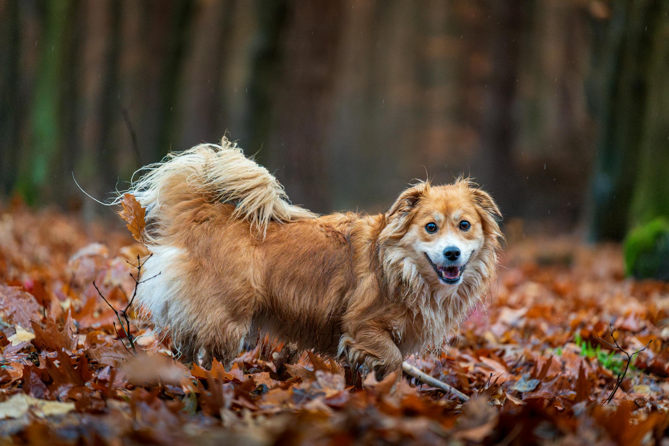 Brown Dog Biblical Dream Meaning