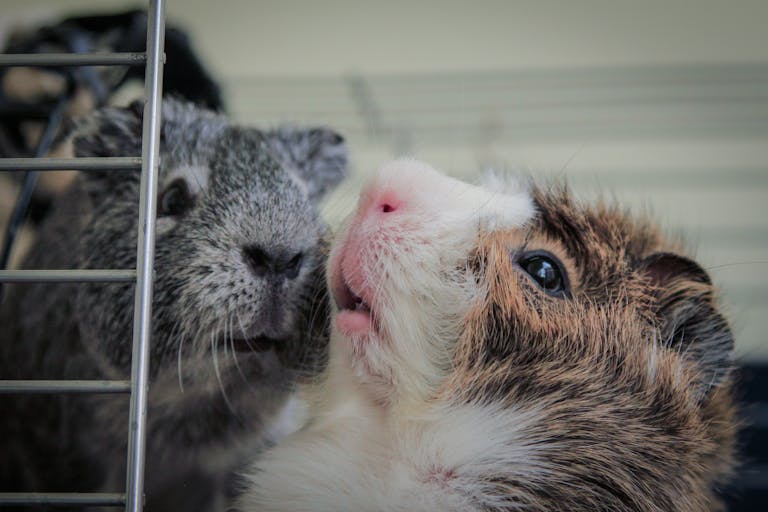 dreaming about guinea pigs