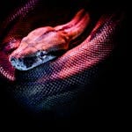 red snake dream meaning