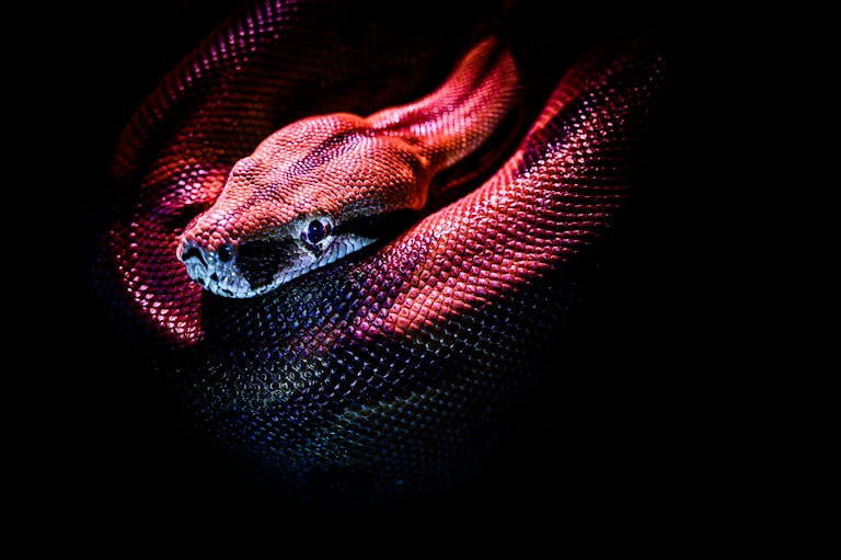 red snake dream meaning