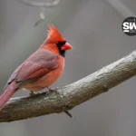 spiritual meaning of cardinals